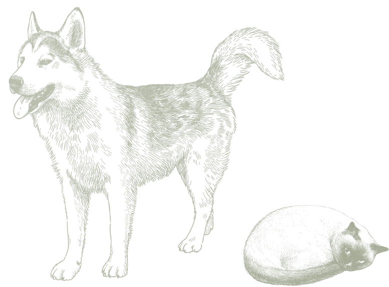 Illustration of Animals